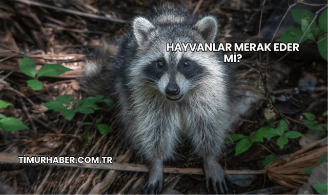 Hayvanlar Merak Eder mi?