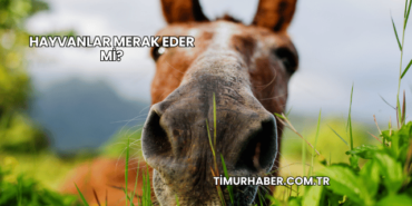 Hayvanlar Merak Eder mi?