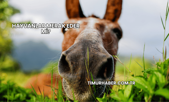 Hayvanlar Merak Eder mi?