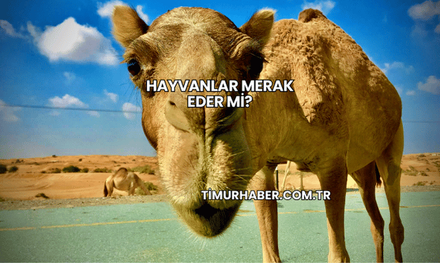 Hayvanlar Merak Eder mi?