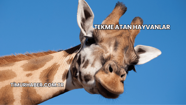 Tekme Atan Hayvanlar