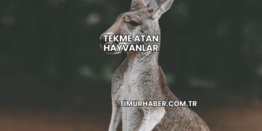 Tekme Atan Hayvanlar