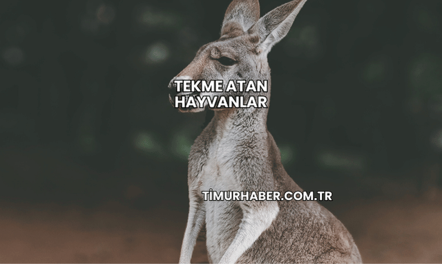 Tekme Atan Hayvanlar