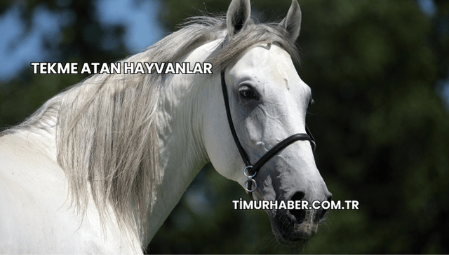 Tekme Atan Hayvanlar