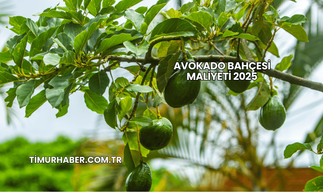 Avokado Bahçesi Maliyeti 2025
