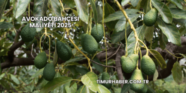 Avokado Bahçesi Maliyeti 2025