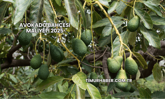 Avokado Bahçesi Maliyeti 2025