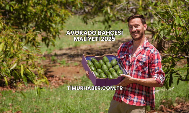 Avokado Bahçesi Maliyeti 2025