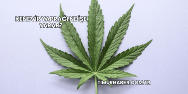 Kenevir Yaprağı Ne İşe Yarar?