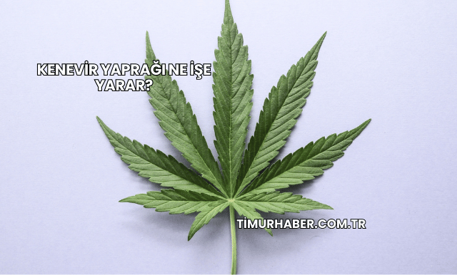 Kenevir Yaprağı Ne İşe Yarar?
