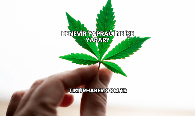 Kenevir Yaprağı Ne İşe Yarar?