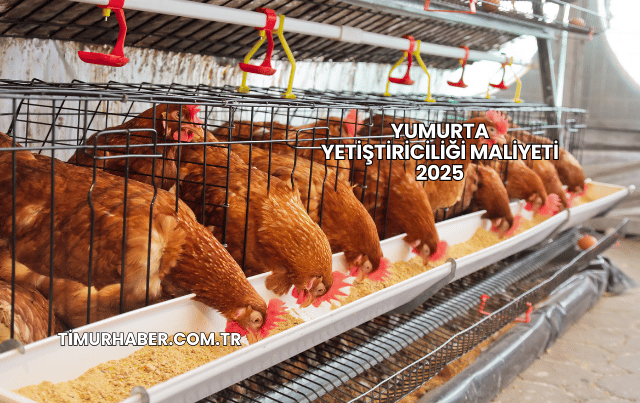Yumurta Yetiştiriciliği Maliyeti 2025